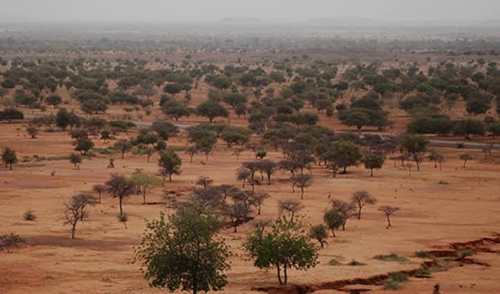 Why Africa's 'Great Green Wall' is getting a major makeover