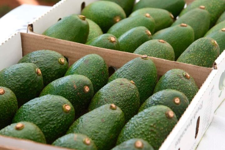 Kenya bans avocado exports